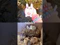 Toy Learning Fun | Kids Learn Animal Names at the Brook: Rabbit Crocodile Camel Mouse Gecko