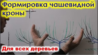 Как формировать ЧАШЕЙ ДЕРЕВЬЯ в саду