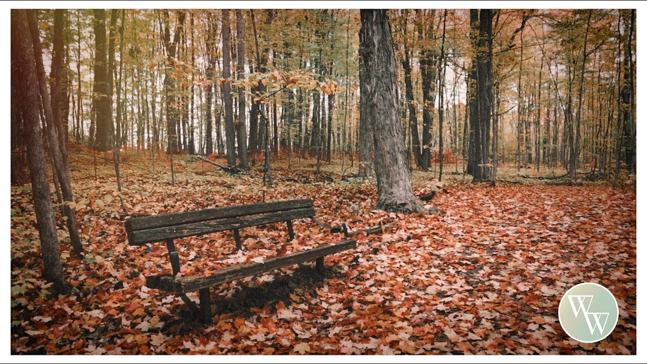 Stress Relief | Calming Meditation Music | 1 hour