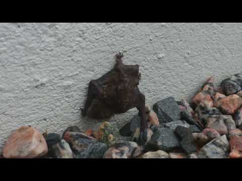 Northern bat