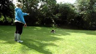 Lily the clearence puppy.AVI