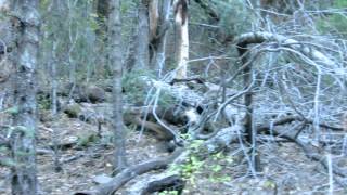 Coati in Pinal Mountains - Globe Arizona
