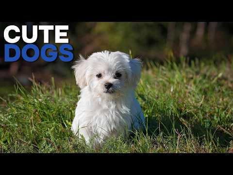 Cute dogs , puppies making your day 🐕‍🦺