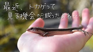 大量のニホントカゲが出現する場所に行ってきた Youtube