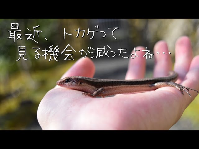 大量のニホントカゲが出現する場所に行ってきた！！ - YouTube