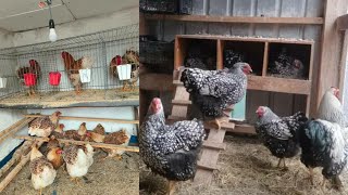 wyandotte chicken | wyandotte bantam chicken | wyandotte chicken breed