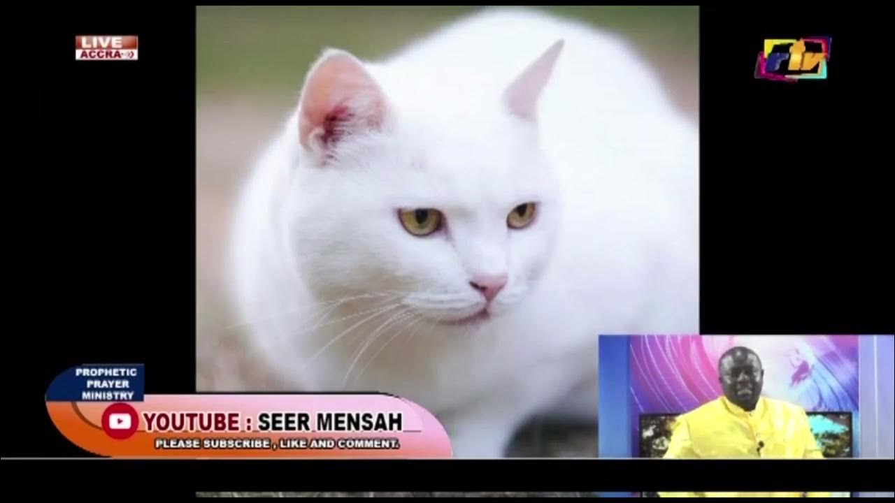 MEANING OF SOME ANIMALS IN DREAM(Asante twi language) YouTube