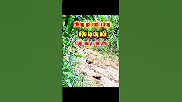 bẩy gà bằng mái rừng cuối mùa # Tiếng gà rừng#tiếng gà rừng rặc#tiếng gà rừng rặc gáy