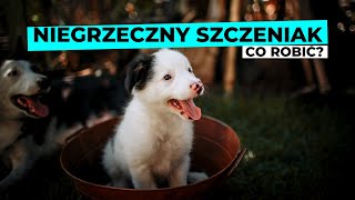 Niegrzeczny SZCZENIAK  czy to normalne i co z tym zrobić?