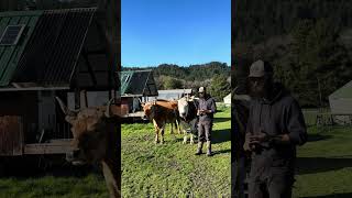 What is an Ox?