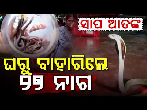 ଘରୁ ବାହାରିଲେ ୨୭ ନାଗ... | Snake Terror in Bhadrak | 27 Cobras Rescued from One House | Argus News