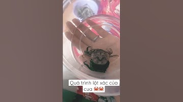 Quá trình lột xác của cua 🦀🦀 Mong mọi người ủng hộ đăng kí chia sẻ kênh em mới tạo..cảm ơn ạ❤️❤️