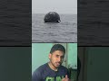 don't go near a Whale.....