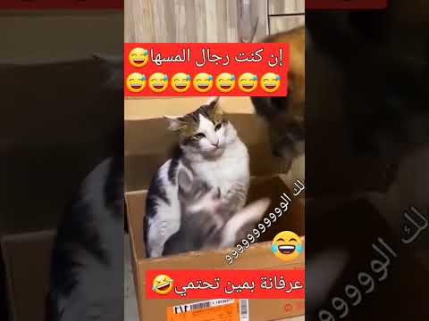 إلى سميتك راجل قيصها Video Vlog Foryou Viral مشاهير Tiktok Fyp Humor Trend Explore 