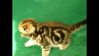 Котенок скоттиш фолд черный мрамор на золоте Котенок скоттиш фолд черный мрамор на золоте