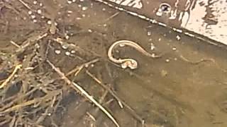 福島にいたヘビ