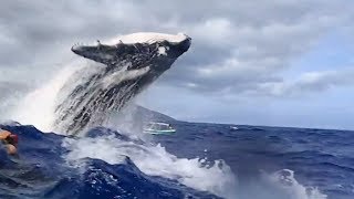 Spectacular clip shows whale breaching right next to snorkelers