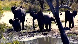 Elephant family with babies was startled while playing in mud and ran away 18/8/26