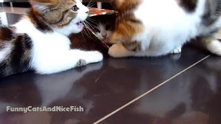 One Box for Three Kittens | Funny Cats