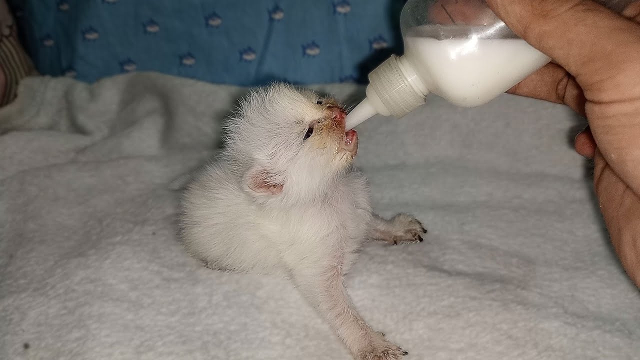 Bottle Feeding A Scared Abandoned Kitten That Has No Mama Cat Two bottle-feeding-a-scared-abandoned-kitten-that-has-no-mama-cat-two