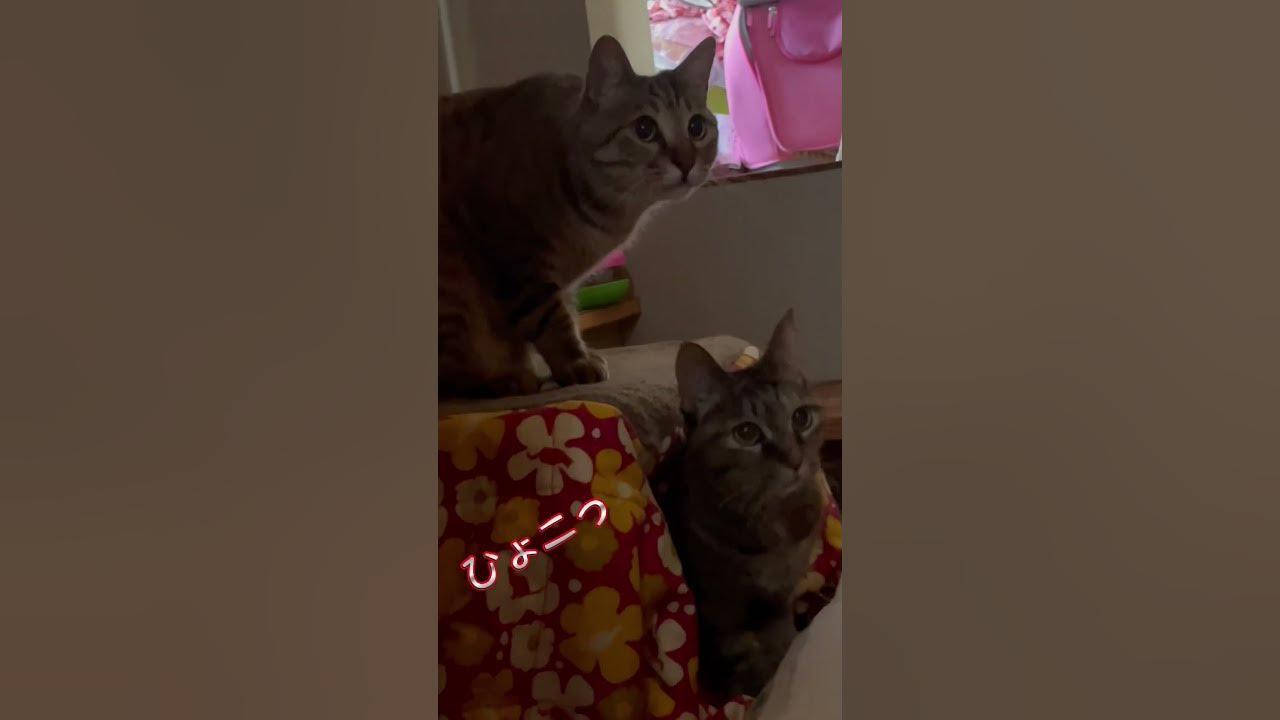 ほのぼのした朝🐾 Japanese Cat YouTube