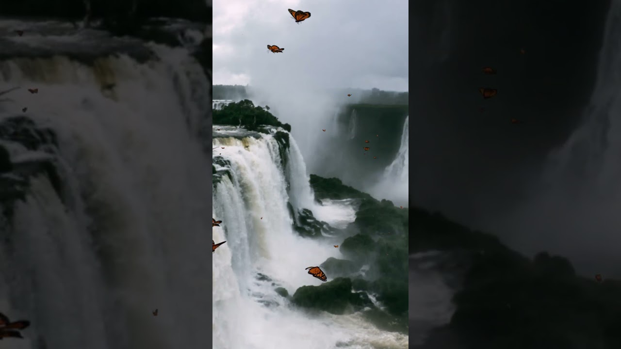 Butterfly Flight for Relaxation and Stress Relief  | Nature Video | 