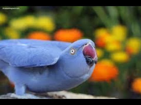 Indian Ringneck Parrot Mating Season Behavior And Mating Call Setup Youtube