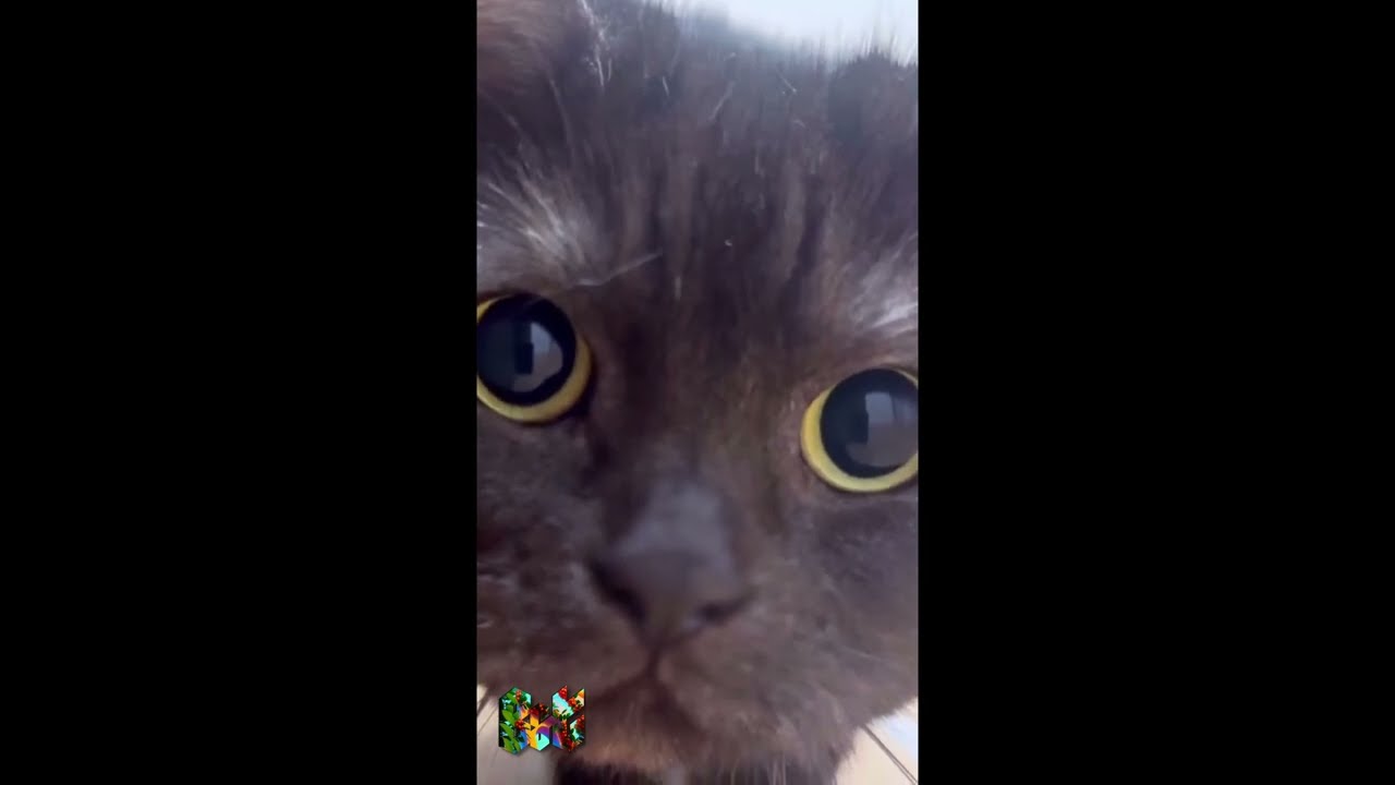 Tuff Cat 터프캣 坚强的猫 タフな猫