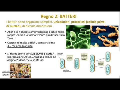 Video: Differenza Tra Eubatteri E Archeobatteri