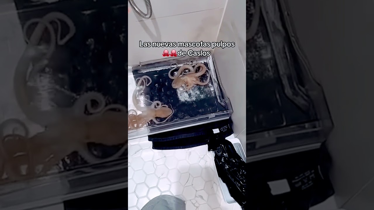 yo acto matoca mete yo