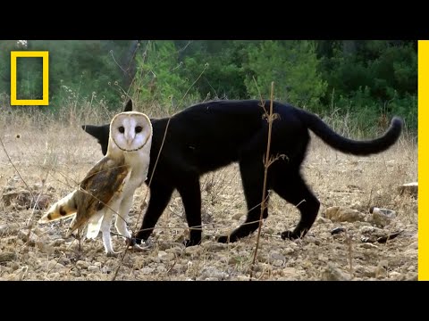 仲良しなフクロウとねこ  