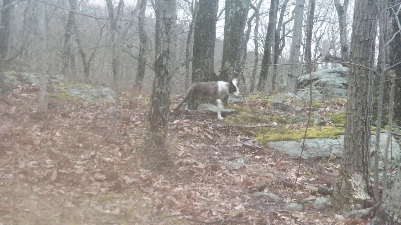 Off Leash Hike With my 20 Week Hermes Olde Bulldogge