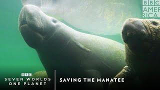 Saving The Manatee | Seven Worlds, One Planet | BBC America