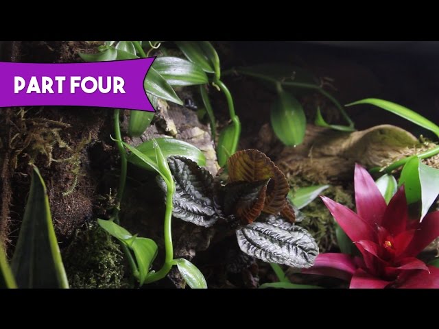 Live Tropical Springtails Vivarium Clean Up Crew — Jungle Bobs Reptile World