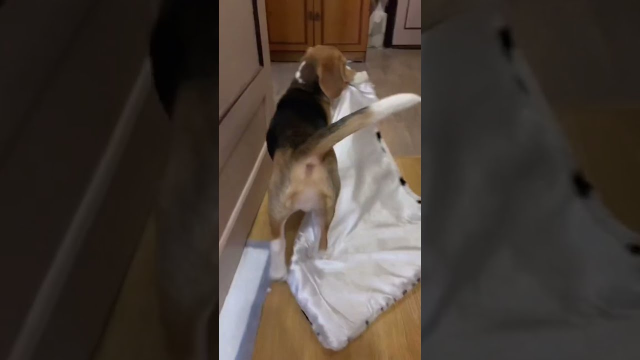 Dog gets pillow and blanket out of crate... YouTube