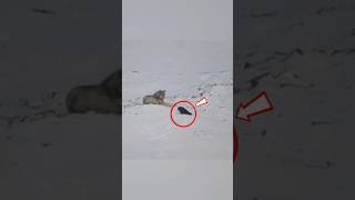 What A Friendship Wolf & Raven &