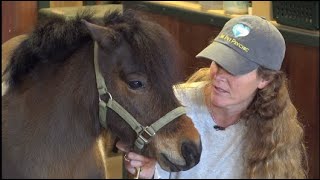 The Pet Psychic Talks With A Rescue Pony Animal Zone Season 3 Episode 12