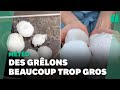 Ref:_9EDJVYPsX8 Orage: des gr�lons de 6cm sont tomb�s dans le haut-doubs causant �norm�ment de d�g�ts
