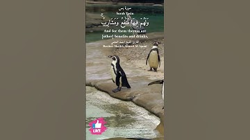 ولهم فيها منافع ومشارب | سورة يس #دعاء_ورسالة Surah Yasin