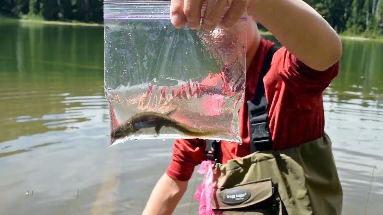 Citizen Science: Amphibian Monitoring Program with Audio Description