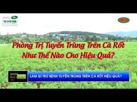 Video: Bệnh thối rễ bông ở cà rốt - Tìm hiểu về cà rốt bị bệnh thối rễ bông