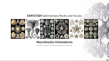 Echinoderms, Video 1 - EART27201 - Sedimentary Rocks and Fossils