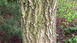 Aspen (Populus tremula) - trunk close up - May 2018