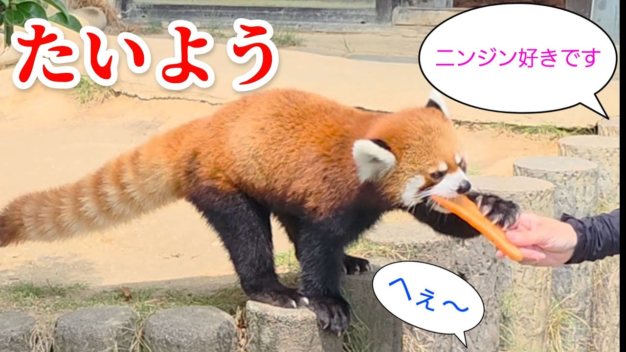 暑くても その時間だけは外に出てくる真夏の西山動物園レッサーパンダ
