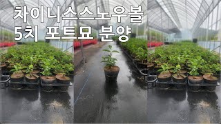 상담문의 : 010-3602-4106, [ 차이니스스노우볼 5치 포트묘 분양 ] #차이니스스노우볼 #정원수 #울타리목 #조경수
