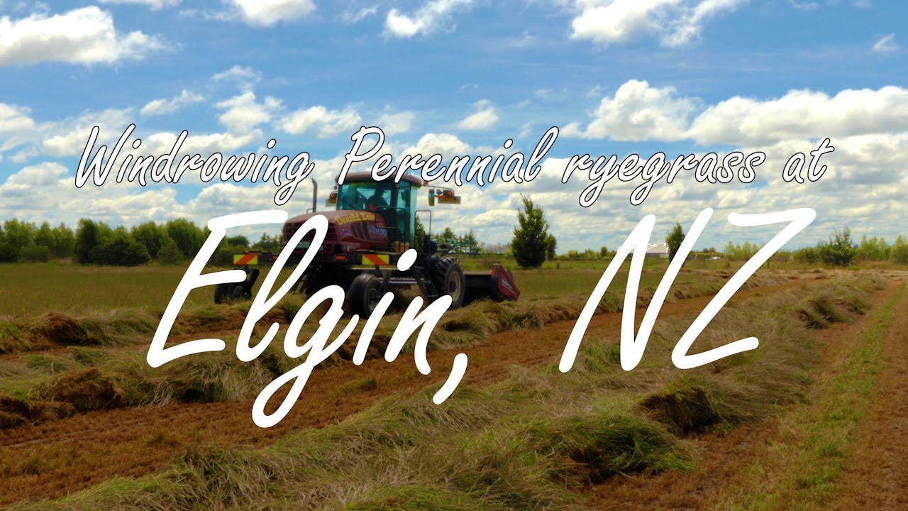 Windrowing perennial ryegrass at Elgin, NZ