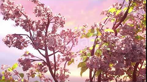 Spring Cherry Blossoms | Motion Graphics - Envato elements