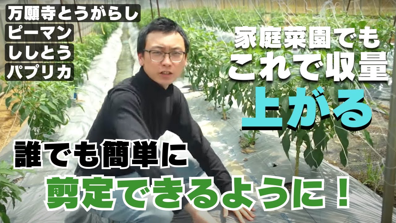 【家庭菜園で使える】とうがらしの簡単な剪定方法をお伝えします！