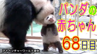 アドベンチャーワールド　パンダの赤ちゃん　68日目