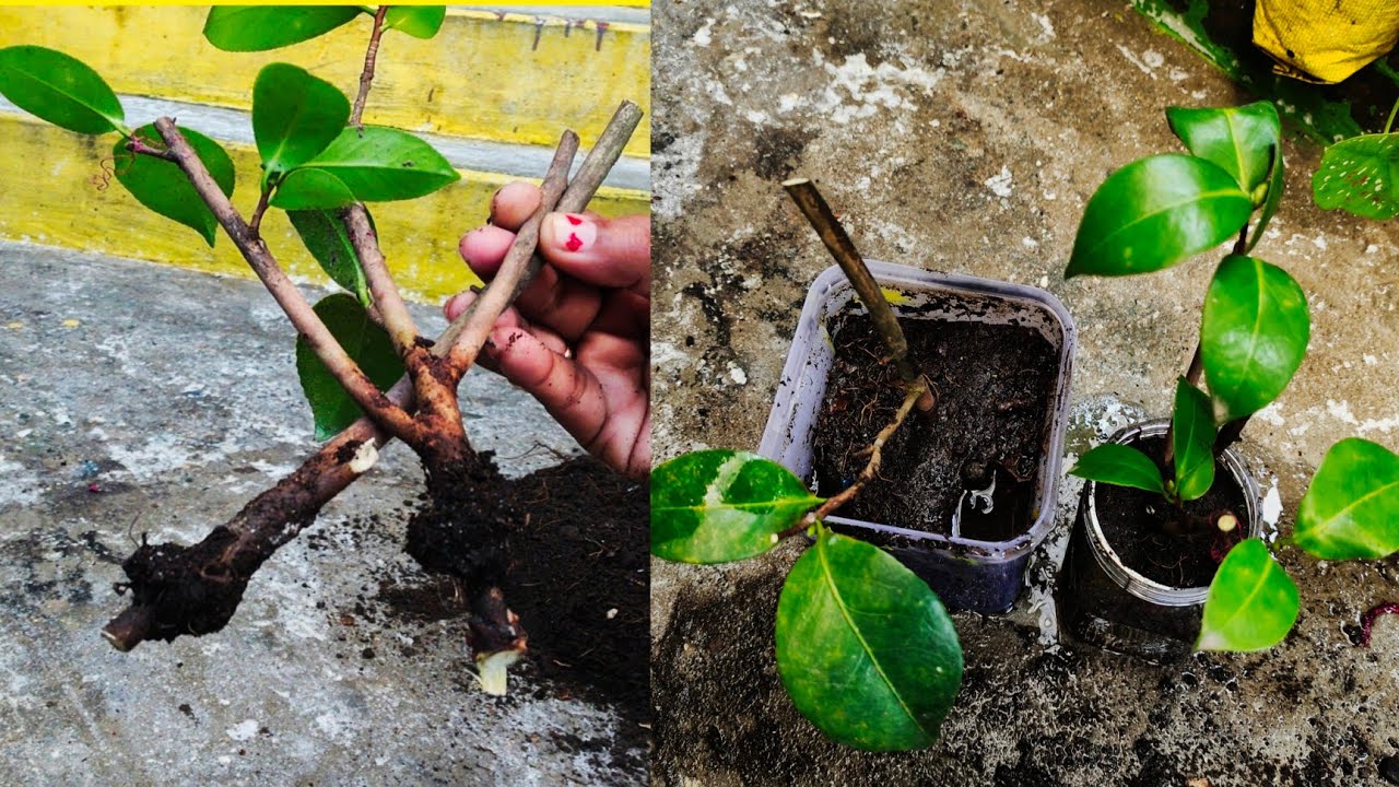 camellia plant air layering air learning camellia plant in hindi